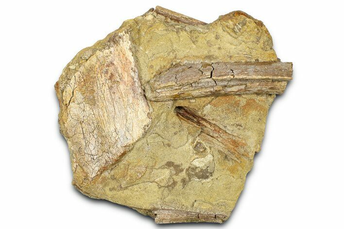 Fossil Dinosaur Bones and Ossified Tendon in Sandstone - Wyoming #371518
